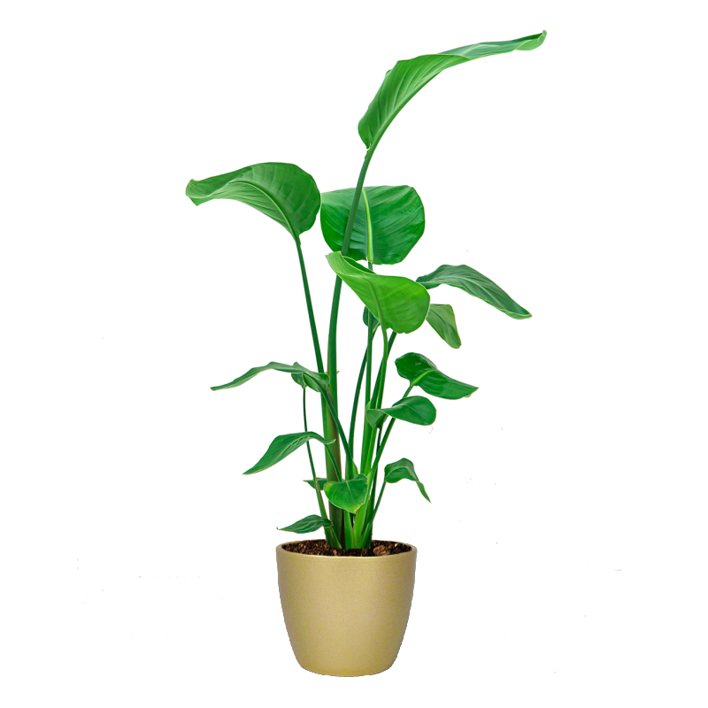 Strelitzia Nicolai in Gouden pot