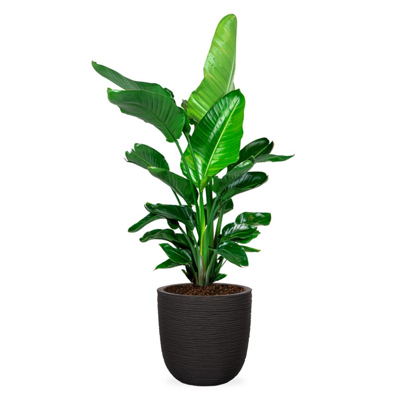 Strelitzia Nicolai in Nature Row Egg Planter zwart