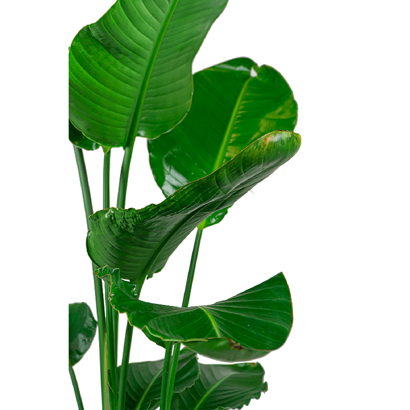 Strelitzia nicolai L