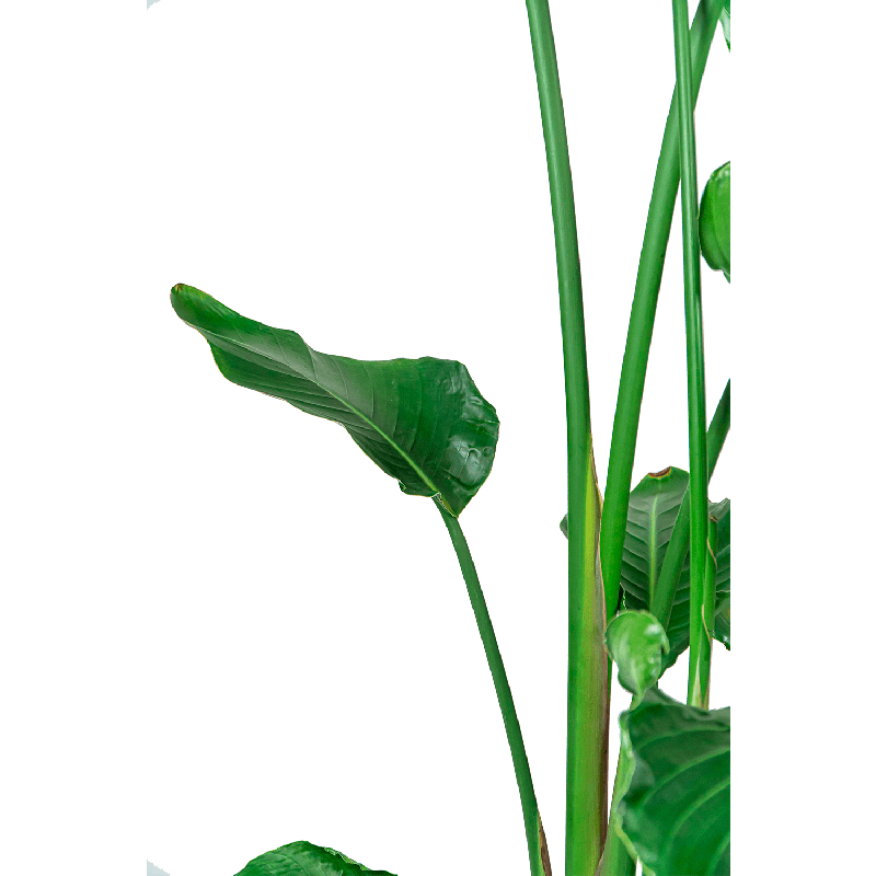 Strelitzia nicolai L