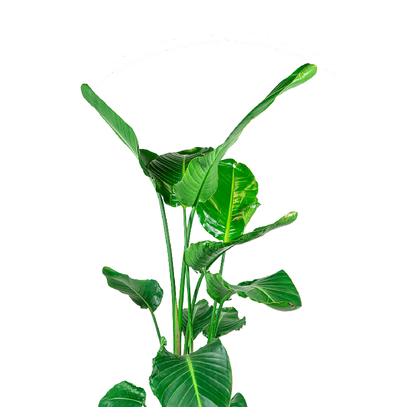 Strelitzia nicolai L