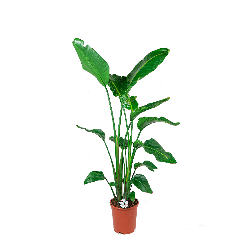 Strelitzia nicolai L