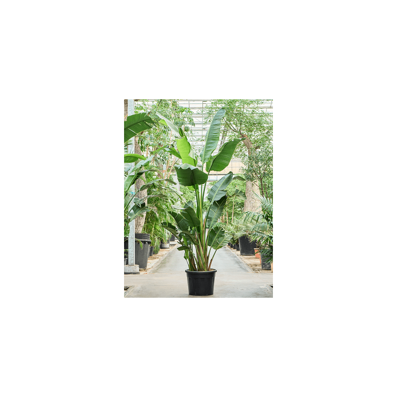 Strelitzia nicolai XXXXL