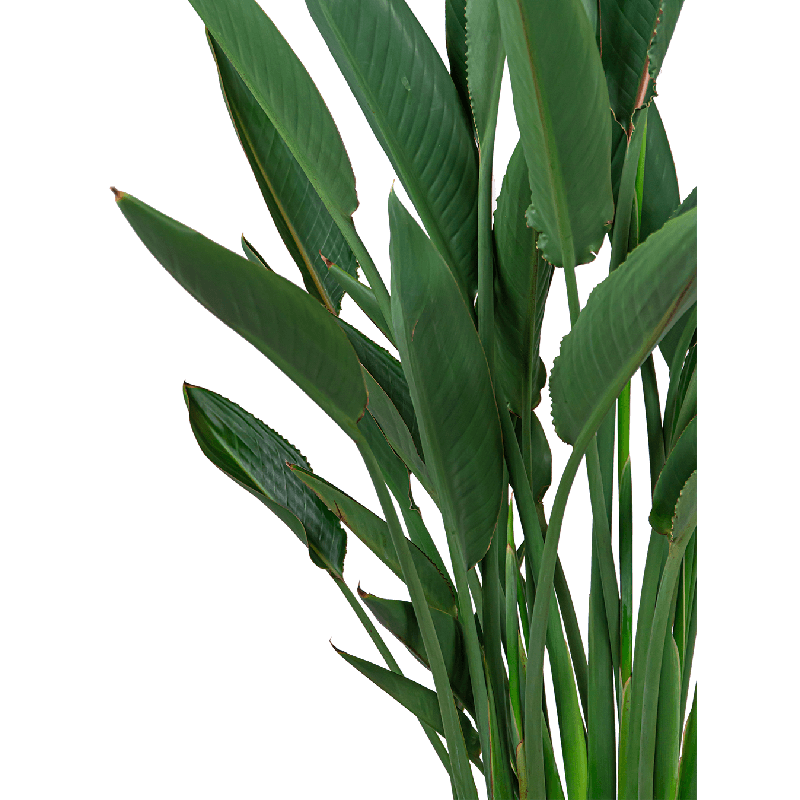 Strelitzia Reginae L