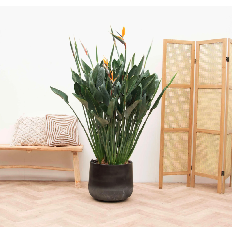 Strelitzia reginae XXL