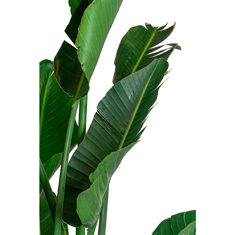Strelitzia Nicolai in Rugged Patt wit