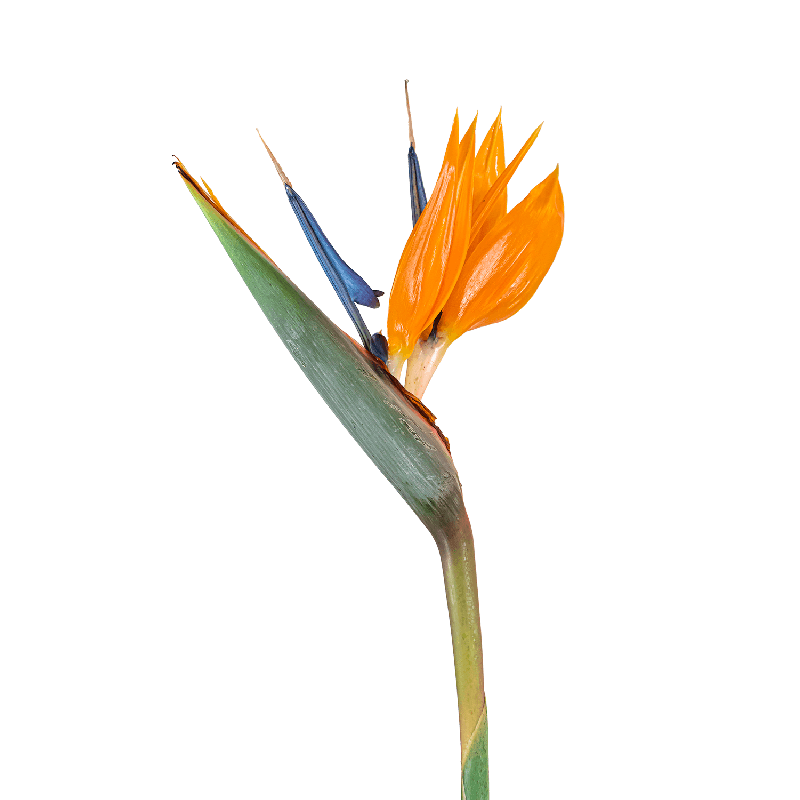 Strelitzia Reginae