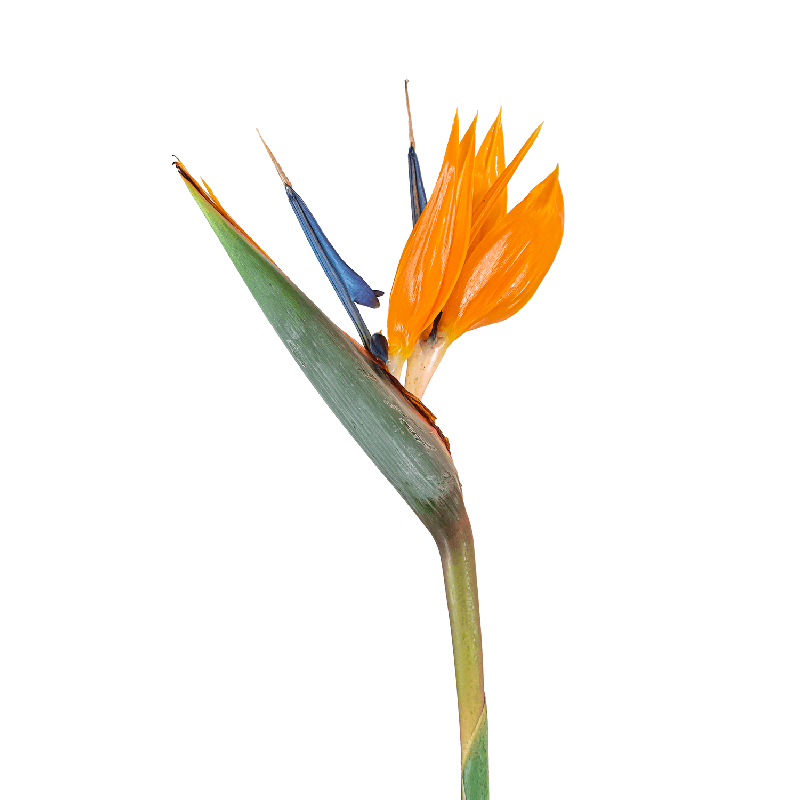 Strelitzia reginae