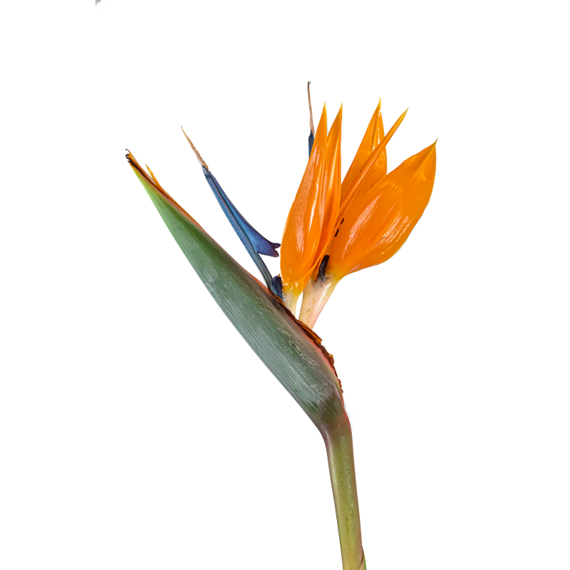 Strelitzia Reginae L