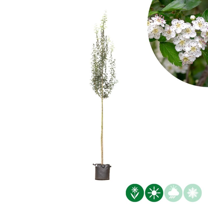 Crataegus Stricta