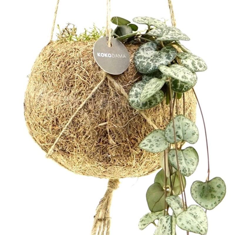 String of Hearts in Kokodama