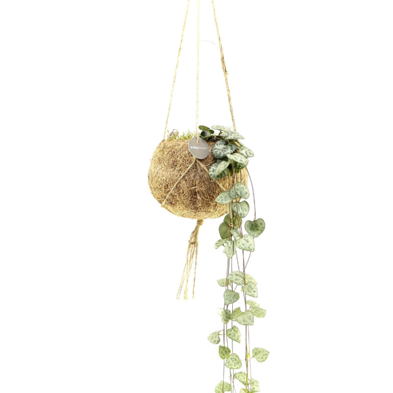 String of Hearts in Kokodama