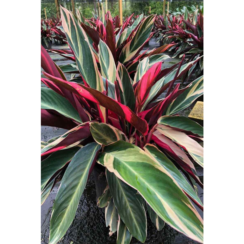 Stromanthe Sanguinea 'Triostar'