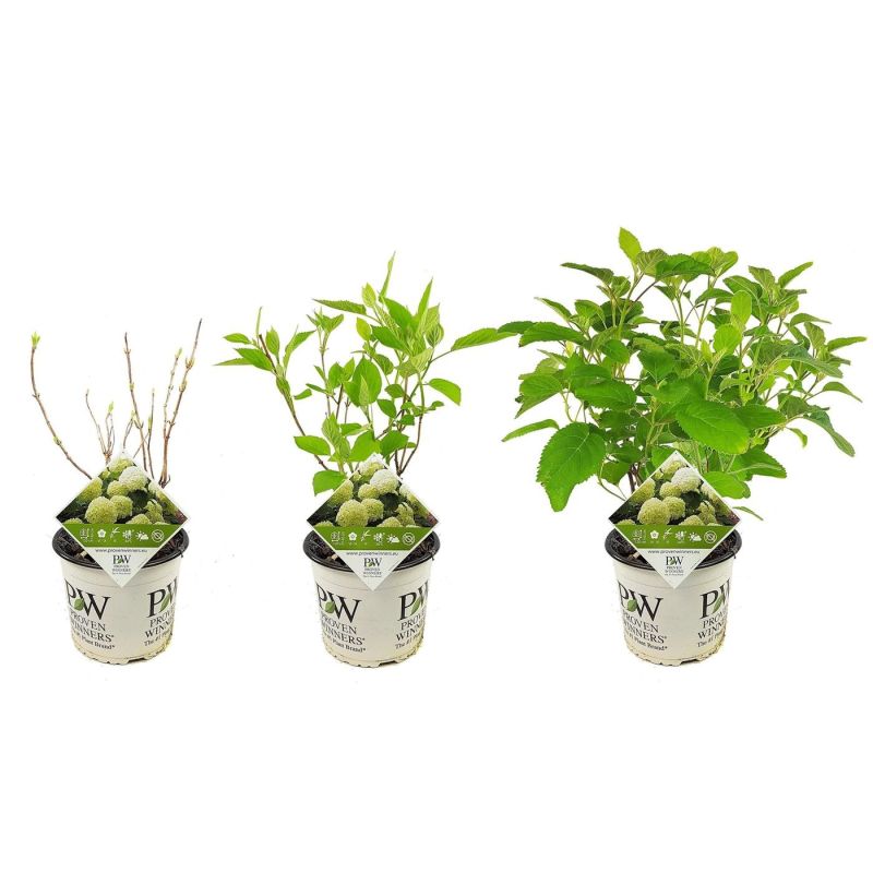 Hydrangea Strong Annabelle