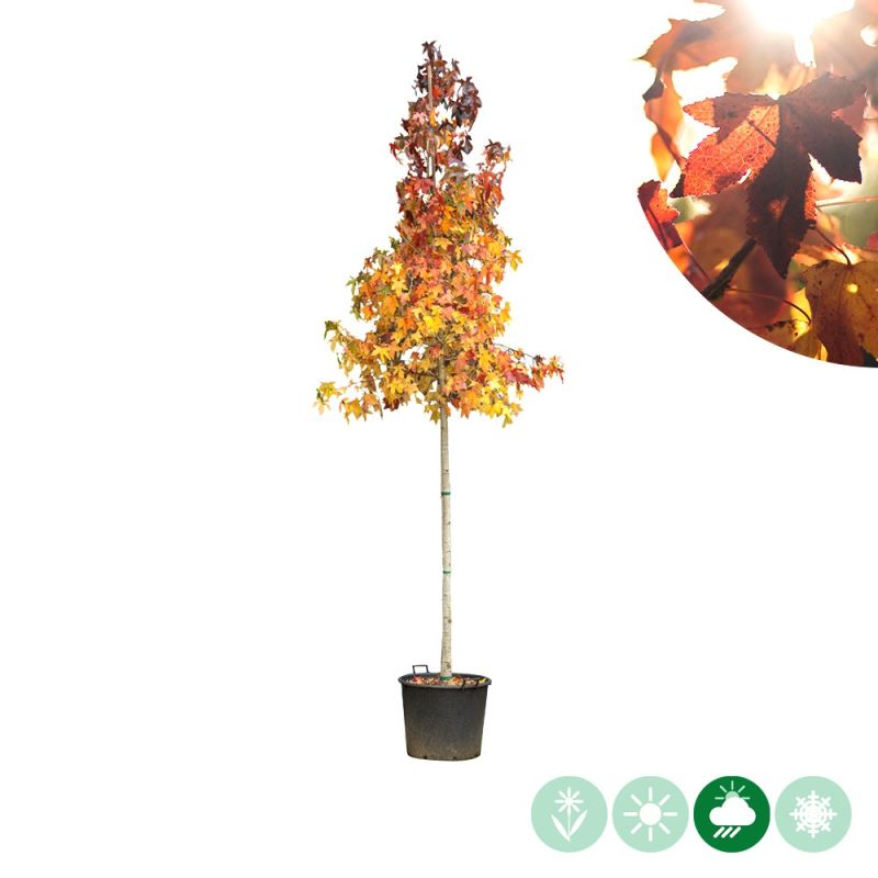 Liquidambar styraciflua