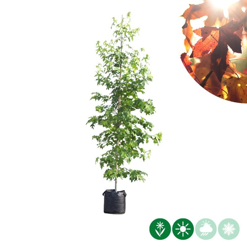 Liquidambar styraciflua - laagstam