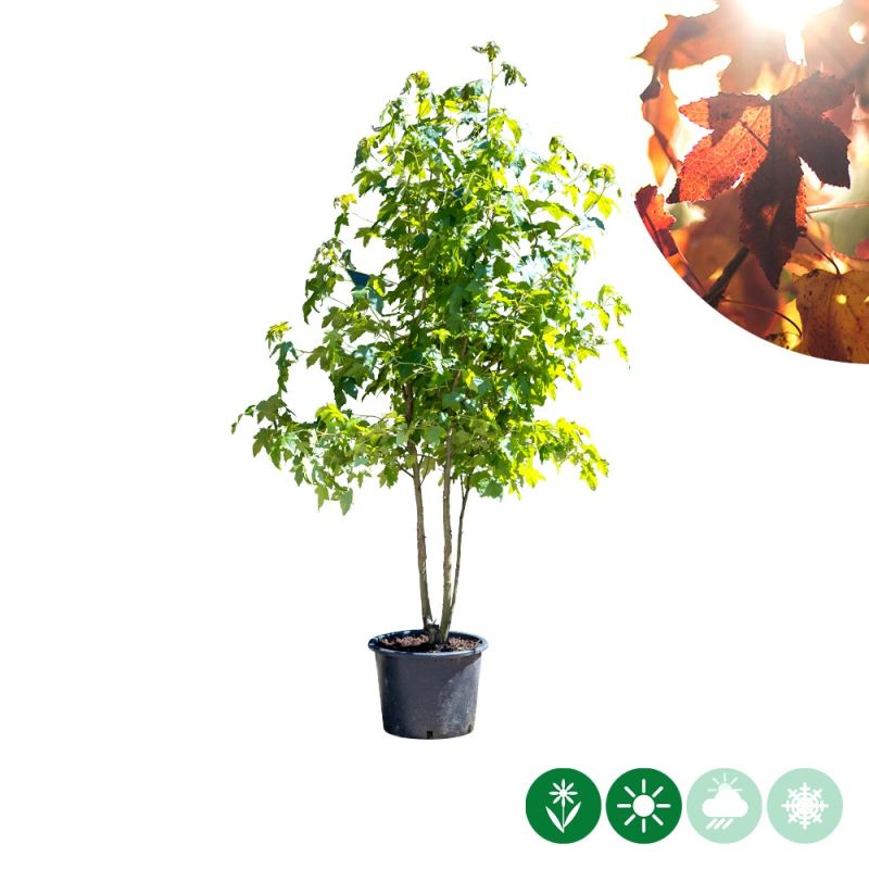 Liquidambar styraciflua - meerstammig