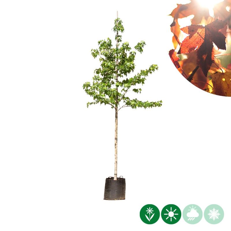 Liquidambar styraciflua