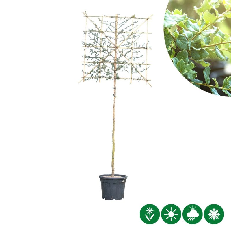 Quercus suber - leiboom