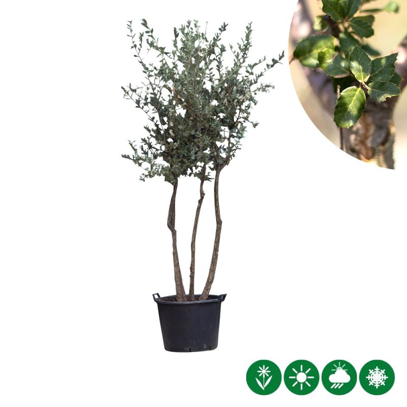 Quercus suber - meerstammig