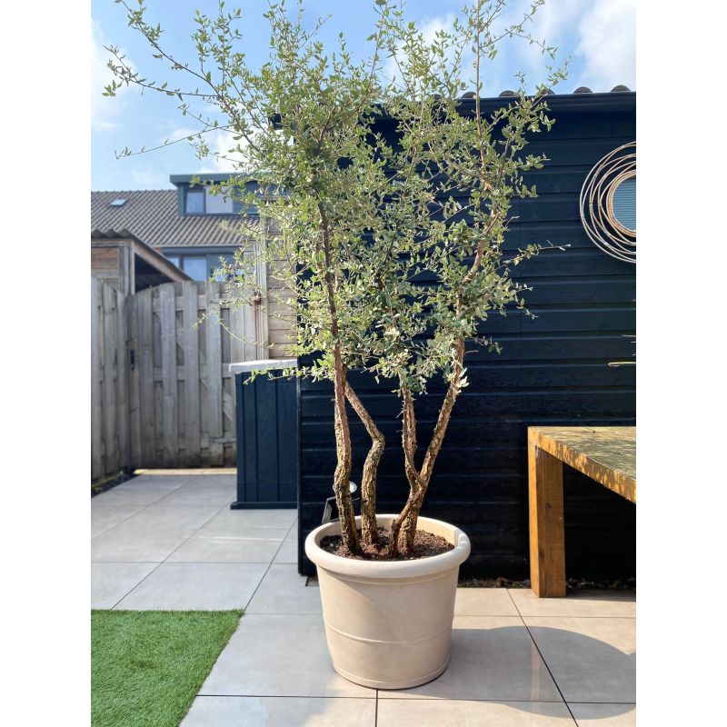 Quercus suber - meerstammig