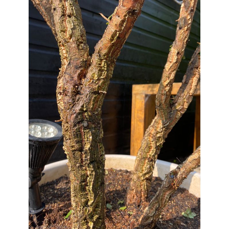 Quercus suber - meerstammig