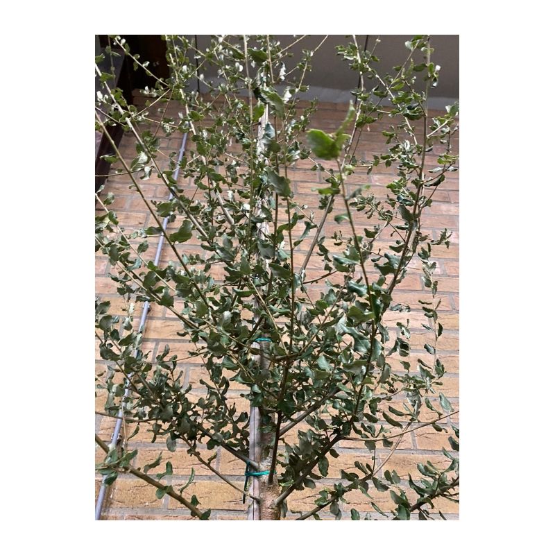 Quercus suber