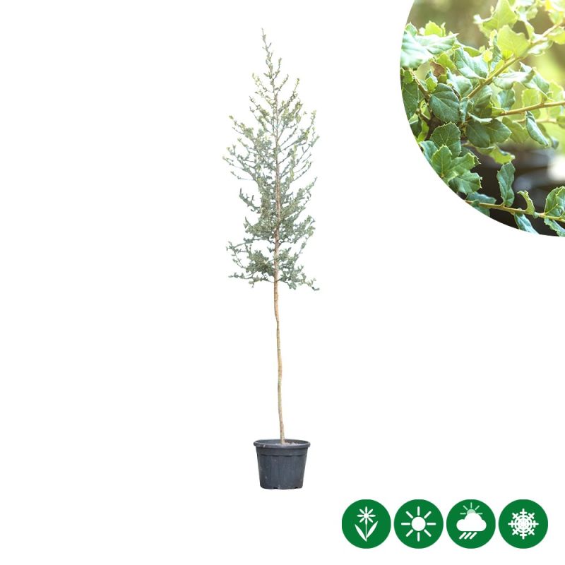 Quercus suber