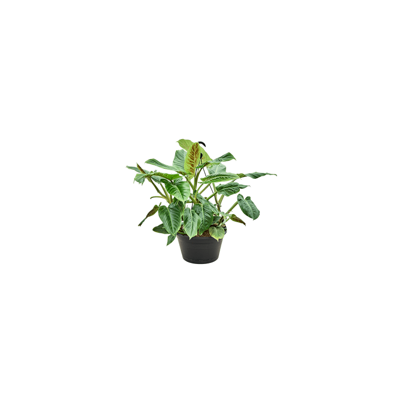 Philodendron Subhastatum