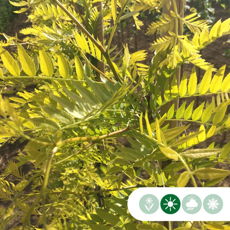 Gleditsia Sunburst