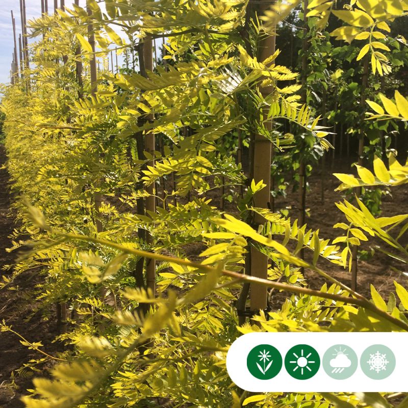Gleditsia Sunburst