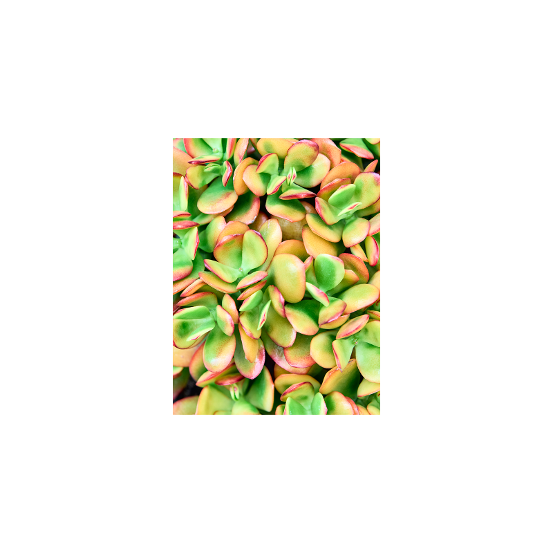 Crassula Ovata Sunset