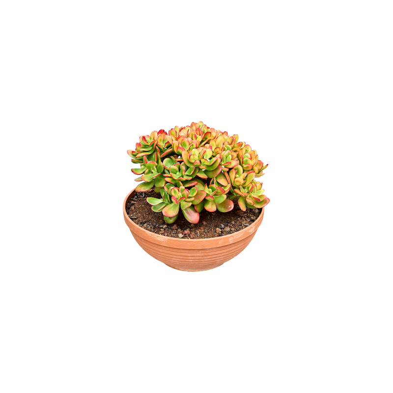 Crassula Ovata Sunset