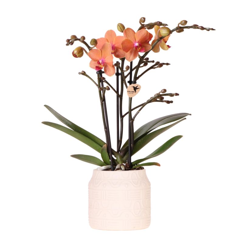 Orchidee in Coral Sunset