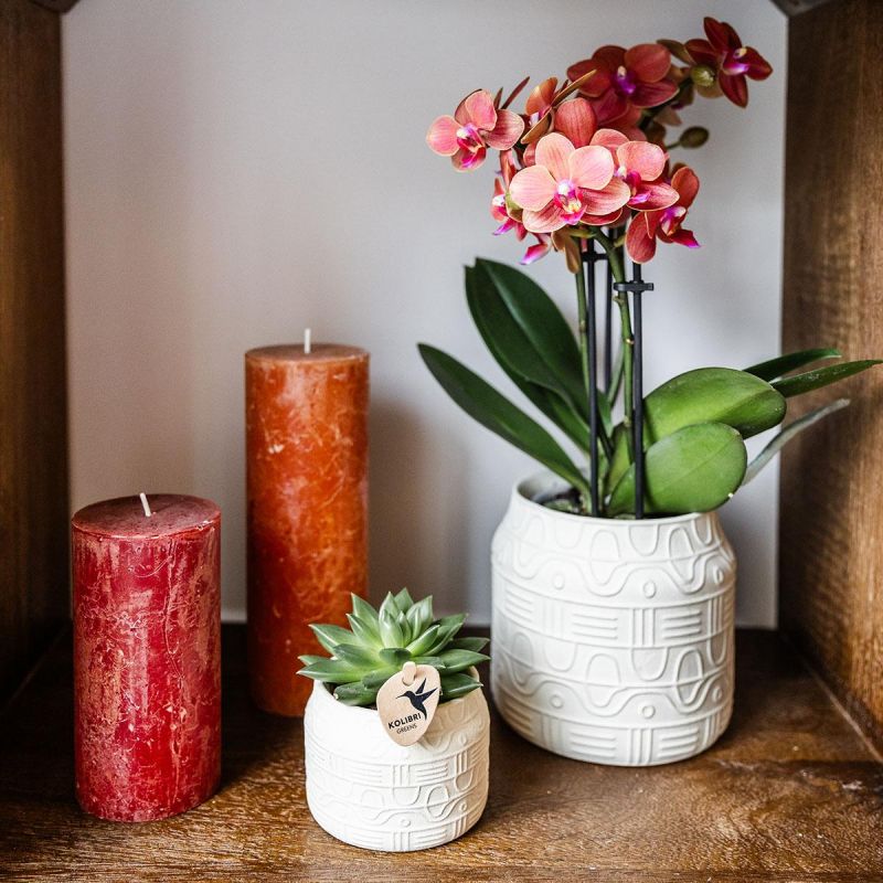 Orchidee in Coral Sunset