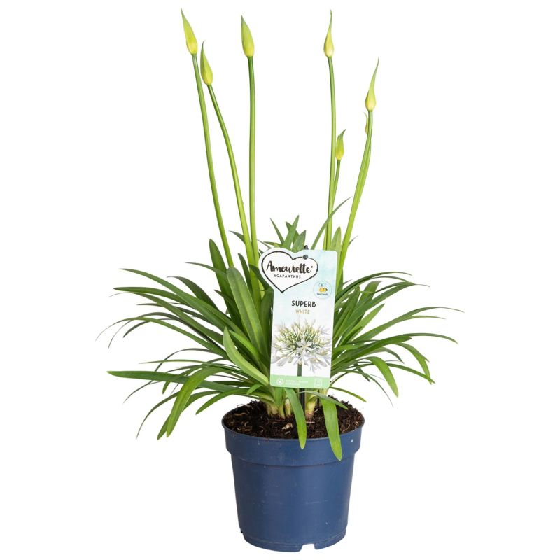 Agapanthus Amourette Superb White