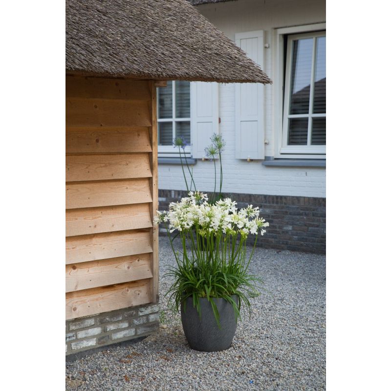 Agapanthus Eydori White
