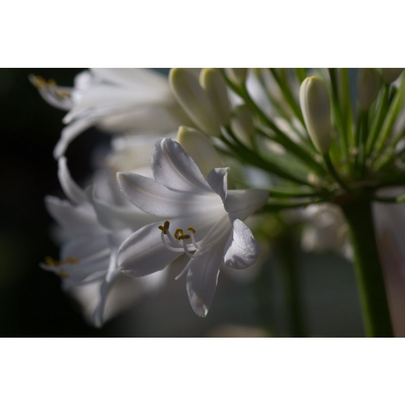 Agapanthus Amourette Superb White