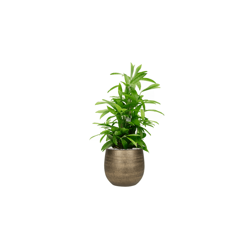 Dracaena surculosa 