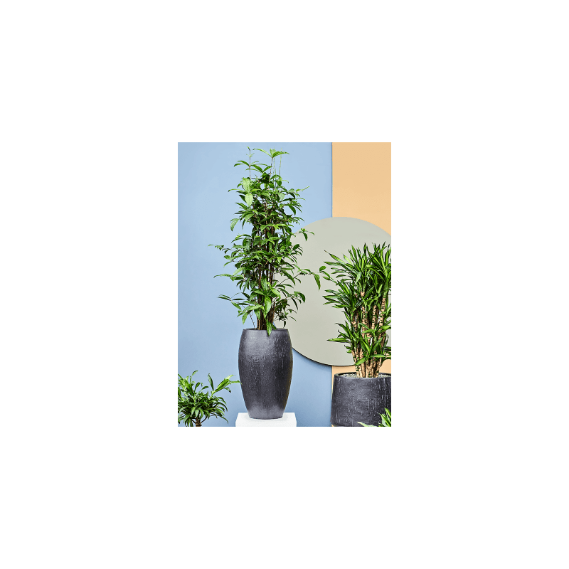 Dracaena surculosa vertakt