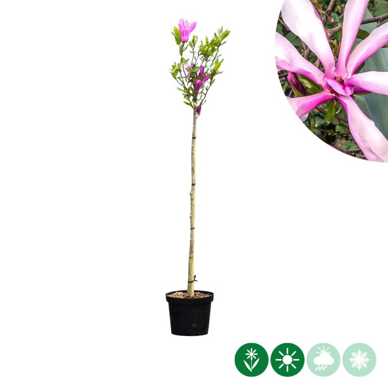 Magnolia Susan op stam