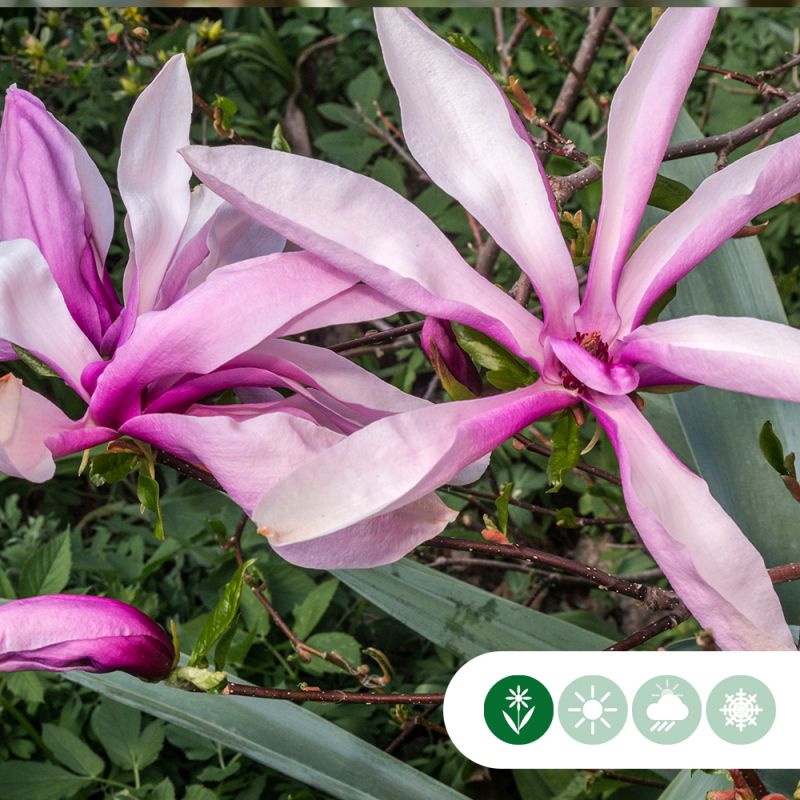 Magnolia Susan op stam