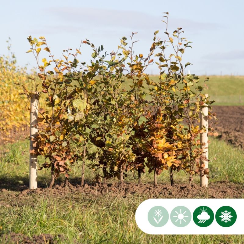 Fagus sylvatica - haag dubbele rij