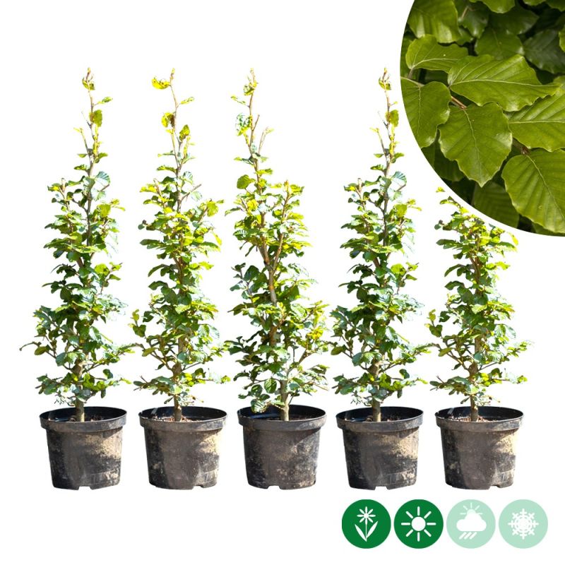 Fagus sylvatica - haag enkele rij