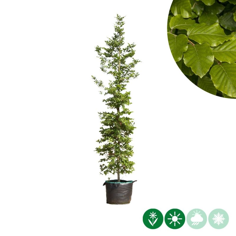 Fagus sylvatica - laagstam