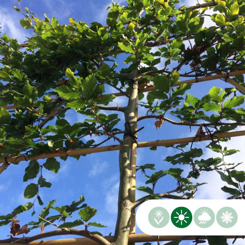 Fagus sylvatica - leiboom