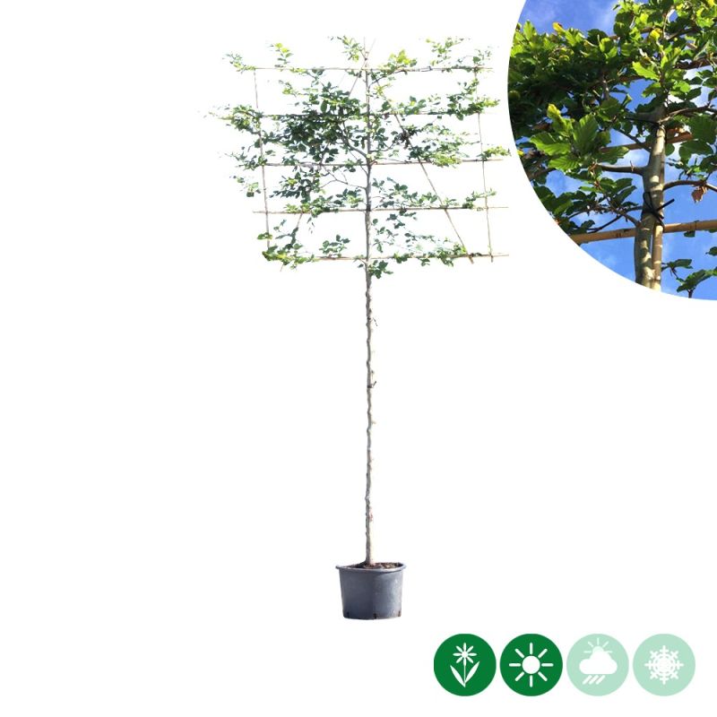 Fagus sylvatica - leiboom