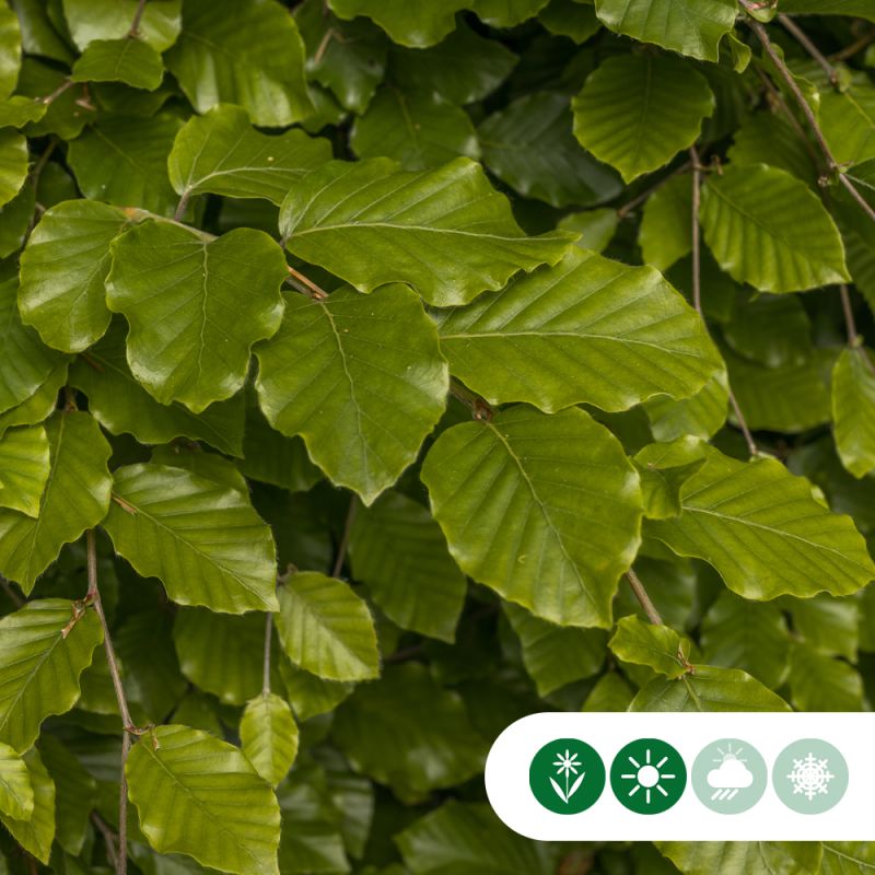 Fagus sylvatica - haag enkele rij