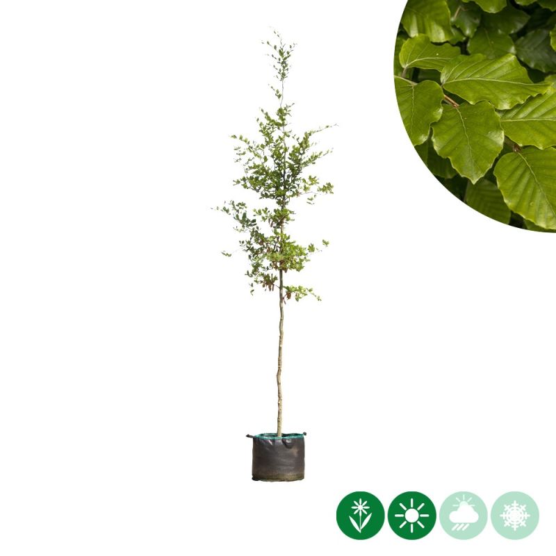 Fagus sylvatica