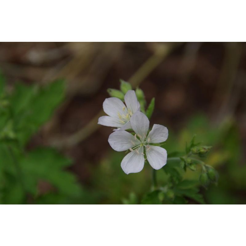 Geranium sylvaticum Album